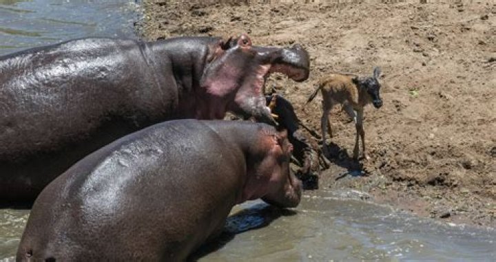 Do Hippos Really Attack Humans Without Provocation?