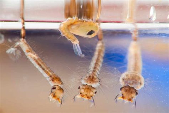 Do Mosquitoes breed in pool water? |