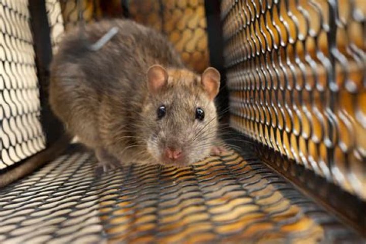 Does Pine-Sol Really Deter Mice?