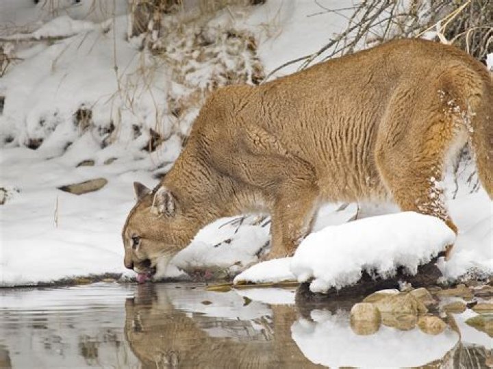 Inside The Operation To Catch A Mountain Lion
