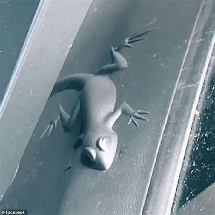 Jeep Hidden Animals