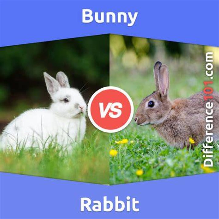 The Difference Between a Playboy Bunny and a Playboy Playmate